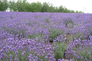 Lavender (Photo: ryohei / JT)