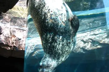 A Spotted Seal (Photo: ryohei / JT)