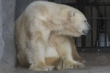 A Polar Bear (Photo: ryohei / JT)