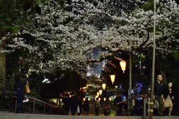 <p>ซากุระบานพราวพร่างและสว่างไสวด้วยแสงจากโคมไฟ</p>