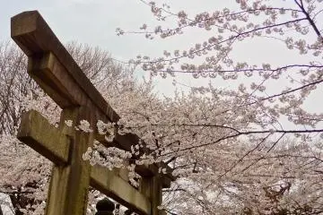<p>The torii gate entrance to Toshogu&nbsp;Shrine at Ueno Park</p>