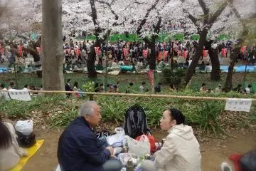 <p>A cute Japanese couple sharing a hanami experience at Ueno Park</p>