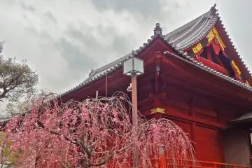 <p>Weeping cherry blossom trees</p>