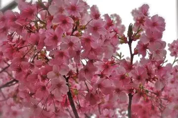 <p>A close-up of&nbsp;Kawazuzakura cherry blossoms</p>