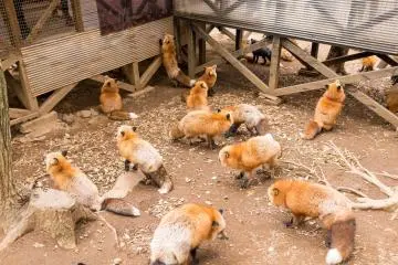 Tantos zorros.