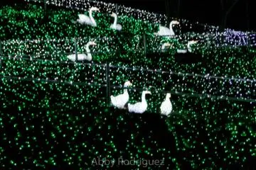 Swans