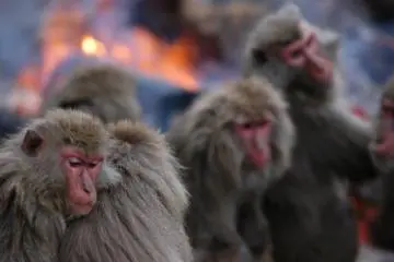 Nihonzaru, Japanese monkeys at Monkey Park