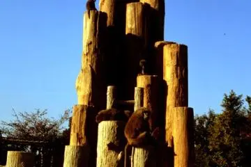 Monkey Park brings people and their ancestors closer together
