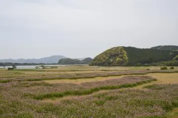 Rice fields near Seikai&nbsp;Lake&nbsp;in spring before planting, lined with flowers