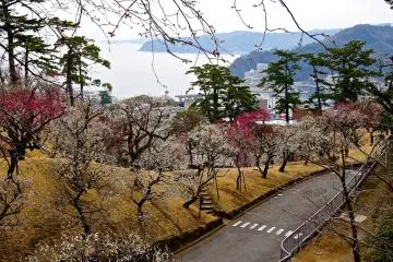 <p>ดอกพลัมและอ่าวSagami</p>