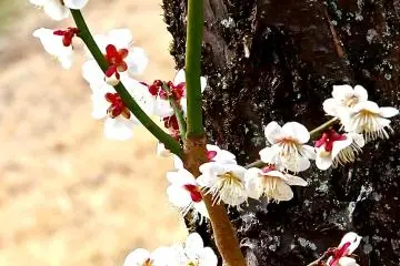 <p>ดอกพลัมสีขาวบานในสวน</p>