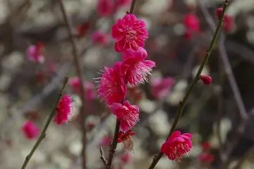 <p>ดอกพลัมสีแดงเบ่งบานในสวน</p>
