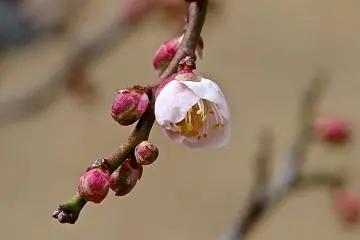 <p>ดอกตูมสวยงาม</p>