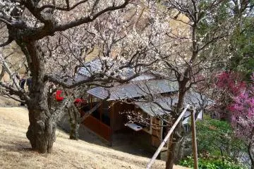 <p>บ้านน้ำชาในสวนพลัม</p>