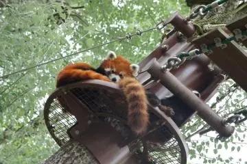 <p>Lesser Pandas, one is looking at me with big round eyes while taking a break from walking across the rope bridge. They look like a hybrid between a raccoon and a squirrel, but are in the panda family. Look closely, there's another one sleeping with his head on the iron rail, I wonder if that's comfortable?</p>

<p></p>

<p></p>

<p></p>

<p></p>

<p></p>

<p></p>