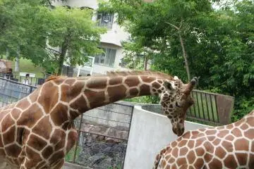 <p>Peacefully sniffing at a friend's butt, I didn't know this is an activity giraffes enjoy doing</p>

<p></p>

<p></p>

<p></p>

<p></p>

<p></p>

<p></p>