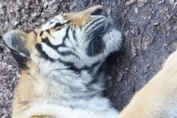 <p>Who dare to wake a sleeping tiger, yes, you're this&nbsp;close to one</p>

<p></p>

<p></p>

<p></p>

<p></p>

<p></p>

<p></p>