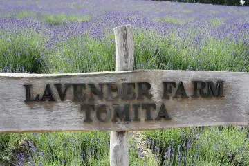 Farm Tomita (Funaro) ในหน้าร้อน