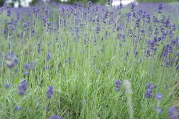 <p>มาทั้งที ต้องดู Lavender ให้ใกล้จนเบลอ</p>

