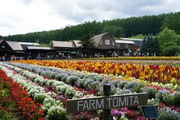 <p>นี่คือทางเข้า Farm Tomita ที่นี่มีมากกว่าทุ่ง Lavender เขาจะปลูกดอกไม้หลากชนิดเพื่อระบายสีสันให้กับพื้นที่และเพื่อให้คนมาเที่ยวทุ่งดอกไม้ได้นานถึง 6 เดือน (จริงๆเปิดทั้งปีนะคะ แต่ช่วงดอกไม้บานจะประมาณ 6 เดือน)</p>

