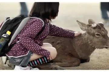 <p>Gadis Sekolah Jepang Mengelus Rusa Sika di Nara, Jepang</p>