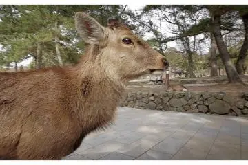 <p>Rusa Sika di Dekat Kuil Todai-ji,&nbsp;Nara, Jepang</p>