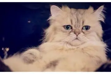 <p>Kucing Persia Berbulu Halus di Ikebukuro Cat Cafe, Tokyo, Jepang</p>