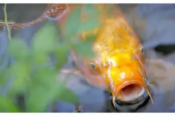<p>Ikan&nbsp;Koi cantik di Kuil Tenjuan di Nanzen-ji, Kyoto, Jepang</p>