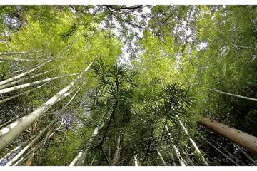 <p>Hutan Bambu di&nbsp;Nanzen-ji, Kyoto, Jepang</p>