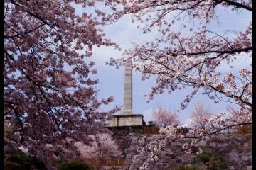 Japanese sakura