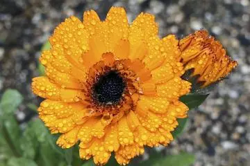 <p>Beautiful morning flowers inside the glasshouse. Marigold is just one variety of the more than 200 flowers which bloom here every year.&nbsp;</p>