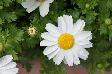 <p>Another flower at the glasshouse. You can purchase a selection of seeds here, and my plants at home actually all come from Herb Gardens of Kobe.</p>