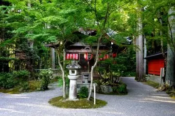 Red lanterns contrast with green maple leaves