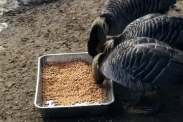 Burung yang sedang makan biji-bijian