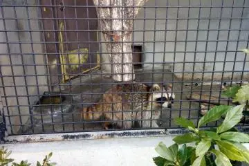 <p>While some animal enclosures are spacious, others are tiny with concrete floors. Most of the zoo is a pleasure, but seeing a few scenes like this was a little depressing.</p>