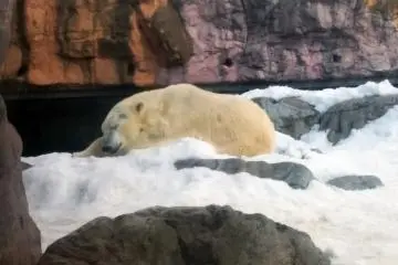 <p>A polar bear relaxes in the winter snowfall.&nbsp;</p>
