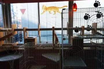 <p>มุมเล่นสนุกของเจ้าเหมี๊ยวด้านหลังร้าน</p>