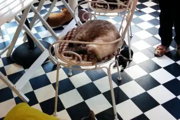 <p>เฮ้ ฉันต้องการนั่งตรงนี้</p>