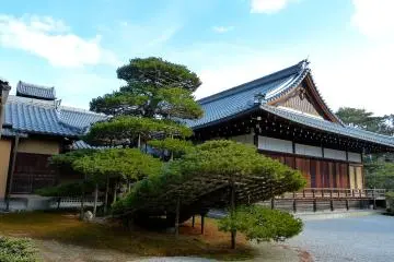 <p>Le Rikushu-no-matsu, un pin taill&eacute; en forme de navire, en route pour le paradis de la Terre pure</p>