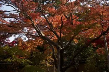 <p>ต้นไม้สีแดงเพลิง</p>