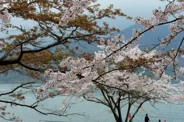 <p>เขาและท้องน้ำสีฟ้าเป็นวิวที่สวยข้างหลังซากุระบาน</p>
