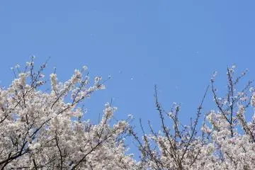<p>Blossom laden branches against a glorious blue sky</p>