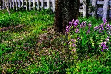 <p>Flowers in the grass</p>