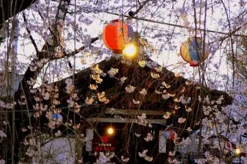 <p>Lanterns strung through the trees</p>