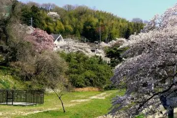 산허리를 덮고 있는 벚나무와 대나무