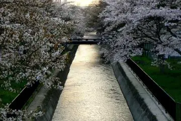 체리나무, 운하