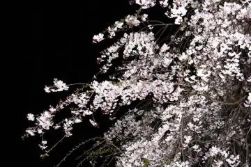 밤하늘에 벚꽃