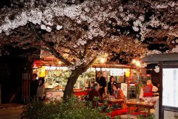 Spring at Maruyama Park