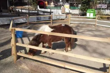 <p>A miniature pony in the animal park</p>