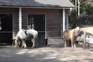 <p>More ponies</p>